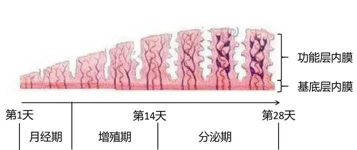 子宫内膜厚度变化图图片