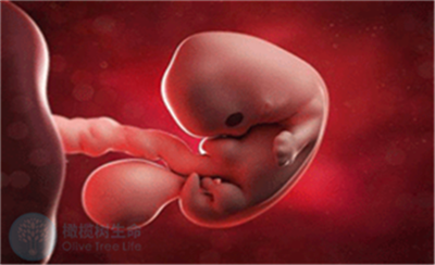 做试管婴儿一次移植多个胚胎利大还是弊大