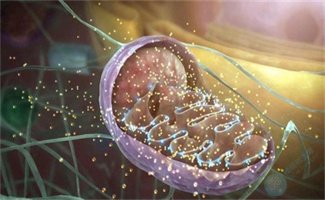 惊喜！养囊率提升4倍，染色体异常降低50%！研究给大龄备孕带来新希望！